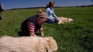 Two Sisters love their Maremma Sheepdogs and their chooks