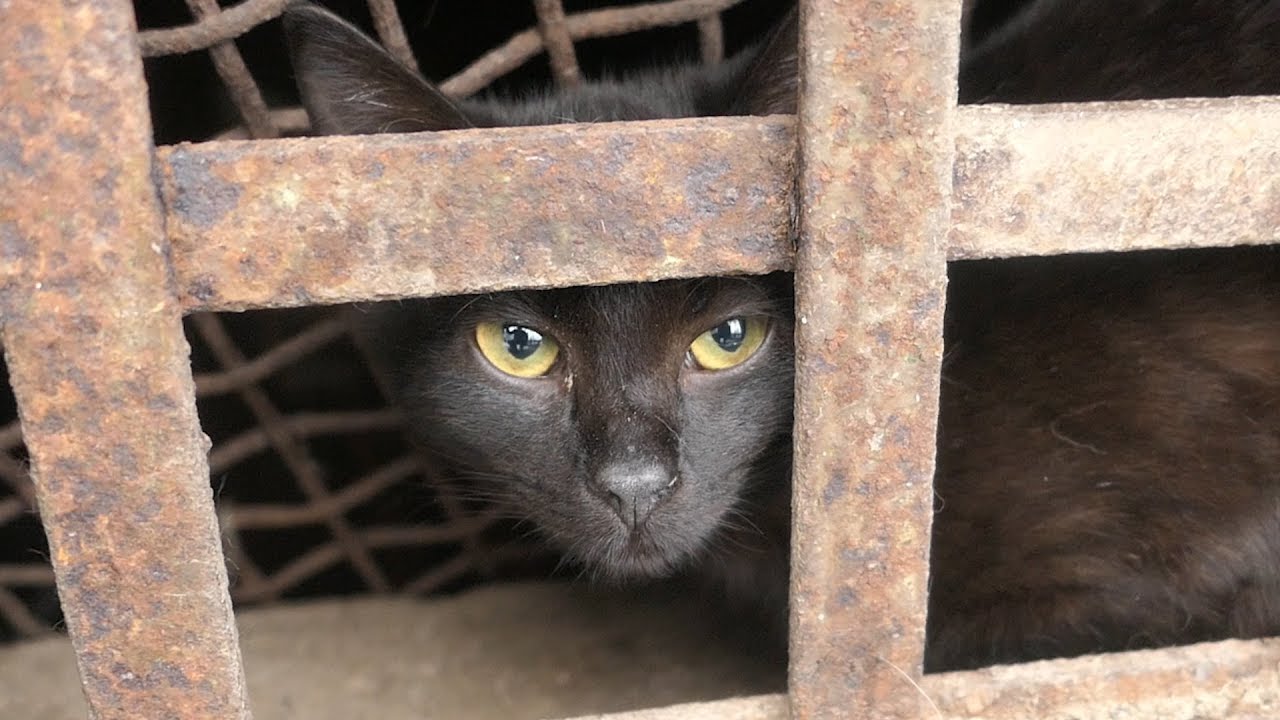robin seplut wikipedia Black kitten wants food