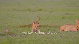 Roaring cuteness: Little lion cub's playful childlike moments by WildFilmsIndia 40 views 1 hour ago 2 minutes, 34 seconds