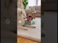 最強の二人😂 Wait for the Samoyed's reaction... it’s too pure! ❤️