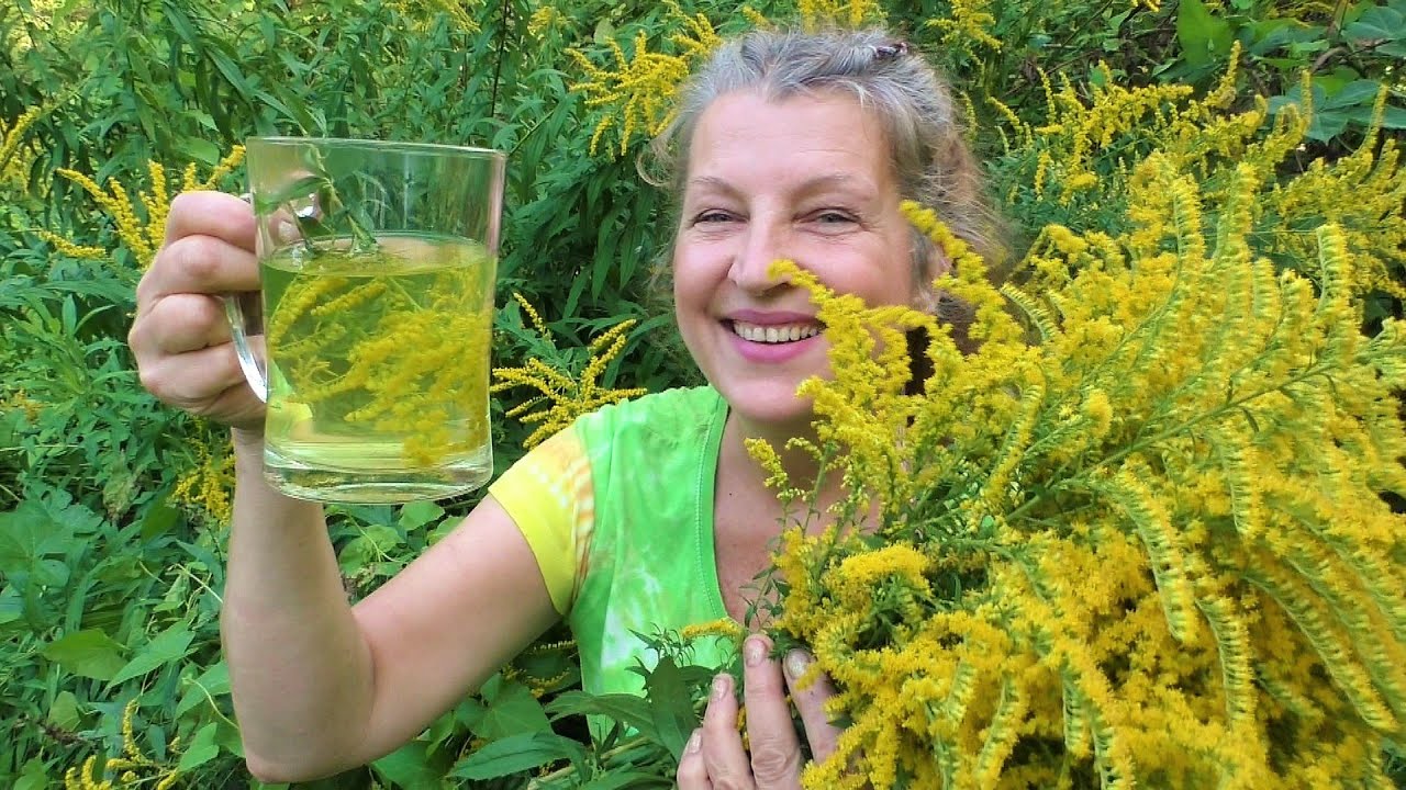 ZLATOBÝL (zlatobýl kanadský, zlatobýl celík) - léčivá rostlina na ledviny a močové cesty