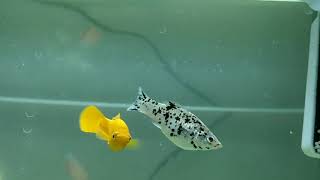 Molly fish mating