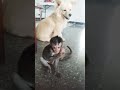 sometimes they don't feel each other😁😁😁😁😁😁 #ilovepets #shortvideo #naturelovers