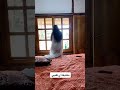 ام شامبو
