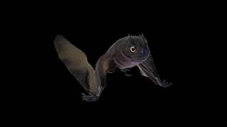 Jeholopterus ninchengensis Sounds J.W