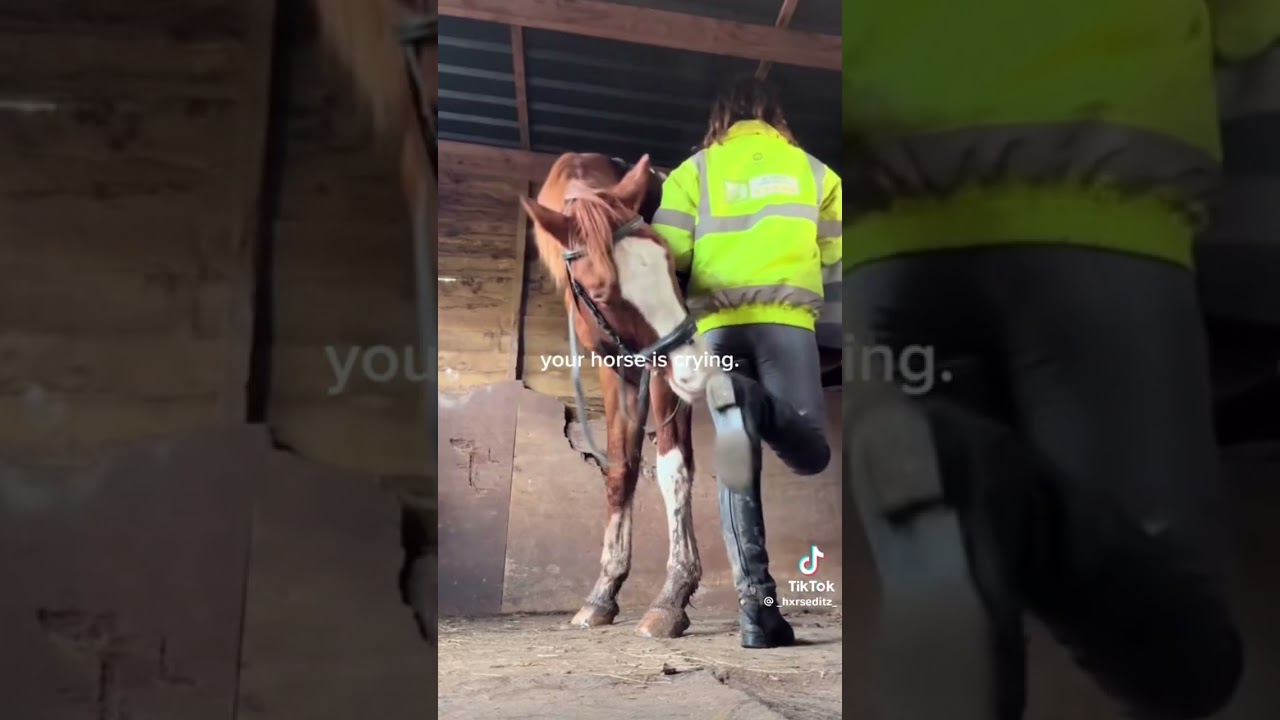 Feel so incredibly sorry for Sox the stallion @_hxrseeditz_