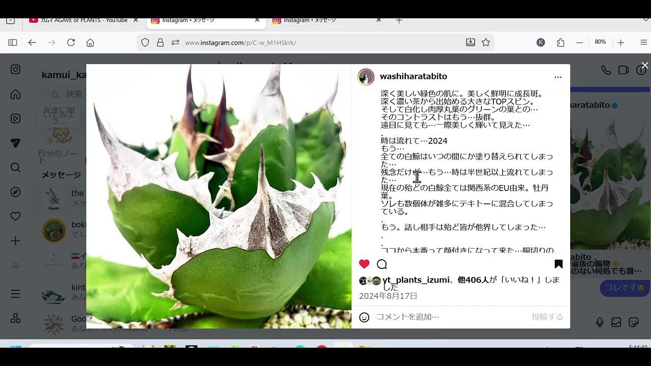 アガベ チタノタ 白鯨の話！なんとなく！今後の展開やら！