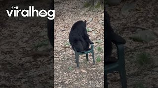 Black Bear Sits on a Chair Like a Human || ViralHog