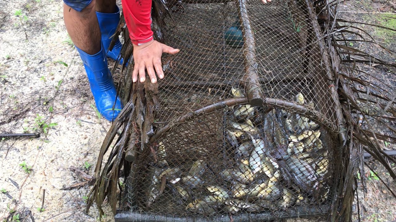 #ได้โคตรเยอะ..น้ำป่าหลากเข้าท่วมลอบดักปลาพื้นบ้าน | วิถีพื้นบ้าน เดลิเวอรี่