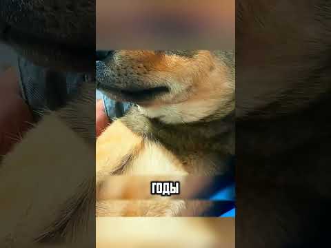 СТЕРИЛИЗОВАЛИ СОБАКУ, НО ОНА РОДИЛА🥺🙏