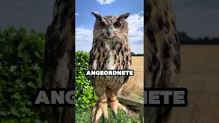 Diese Eulen-Fakten Werden Dich Umhauen