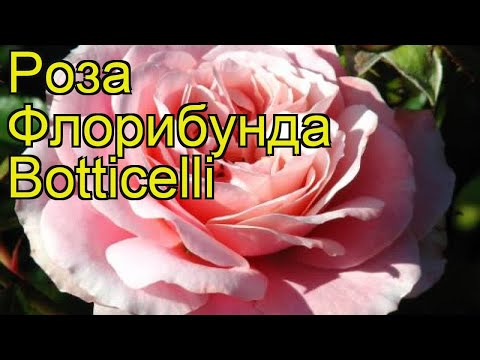 Роза флорибунда Ботичелли. Краткий обзор, описание характеристик, где купить саженцы