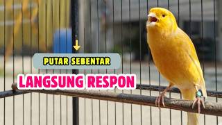 Download lagu KENARI GACOR Panjang, Suara PANCINGAN Kenari PAUD Belajar Bunyi Ngeriwik | Masteran Kenari Paud #736