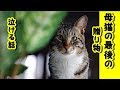 【感動 泣ける話 猫 】死期を悟った母猫の最後の可愛い贈り物【泣ける話 感動 動物 猫】動画 里親・招き猫ちゃんねる