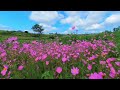 Flores del campo en realidad virtual | Episodio #3