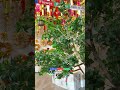 Customize design Manufacturer of Artificial plants wholesale worldwide shipping #artificialplant