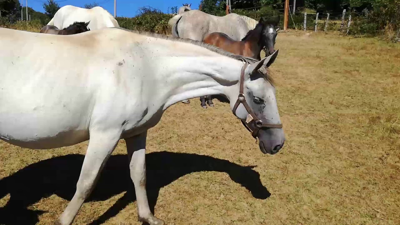 lipizzaners boudou breeding 2018