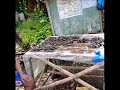 FRESH BUKO &amp; TAHONG NI KARLA IN SAMAR 😆😆😆😆 ( byahe ni MARINO)