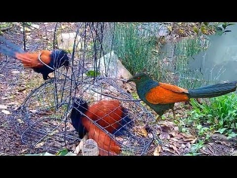 Video Đi bẫy chim bìm bịp ve ngâm rươu - youtube
