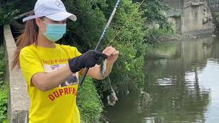 Mancing Cantik Mancing Ikan Nila Cewe Taiwan Strek Ikan Nila Liar