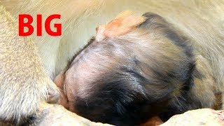 BIG BIG ... HEAD !! CHUBBY TITAN GROW FAST BY MILK MUMMY A LOT PROTEIN | WISH LUCAS HAPPINESS LIFE.