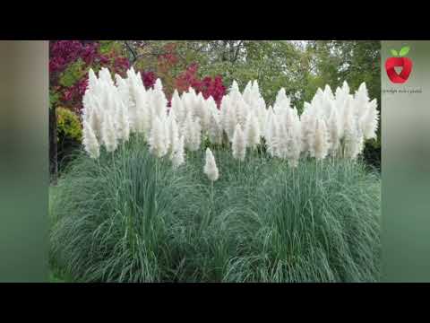 Pampas grass - the decoration of our garden