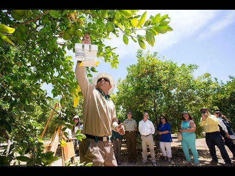 Video: La Mosca De La Cereza Es Un Enemigo Resbaladizo