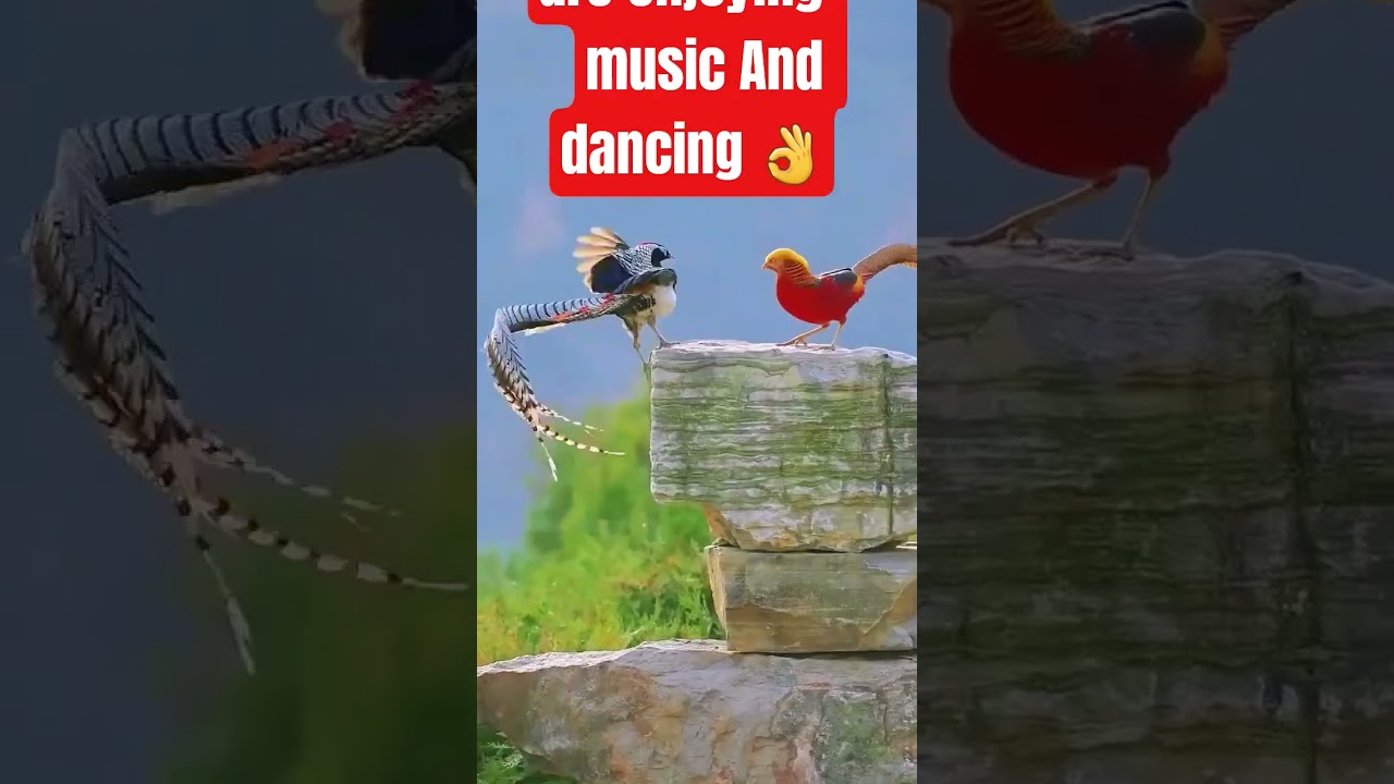 wow Beautiful clourfull birds are enjoying music And dancing 