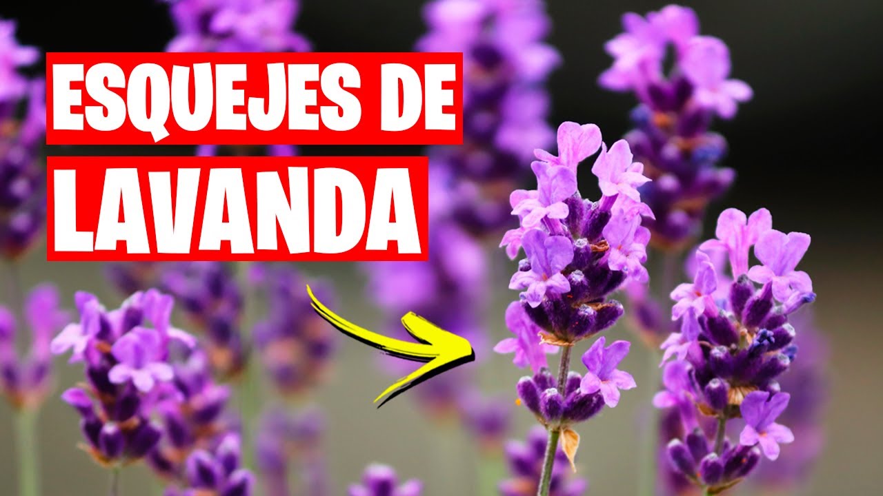 Como Hacer Esquejes de Lavanda | La Huerta de Ivan - YouTube