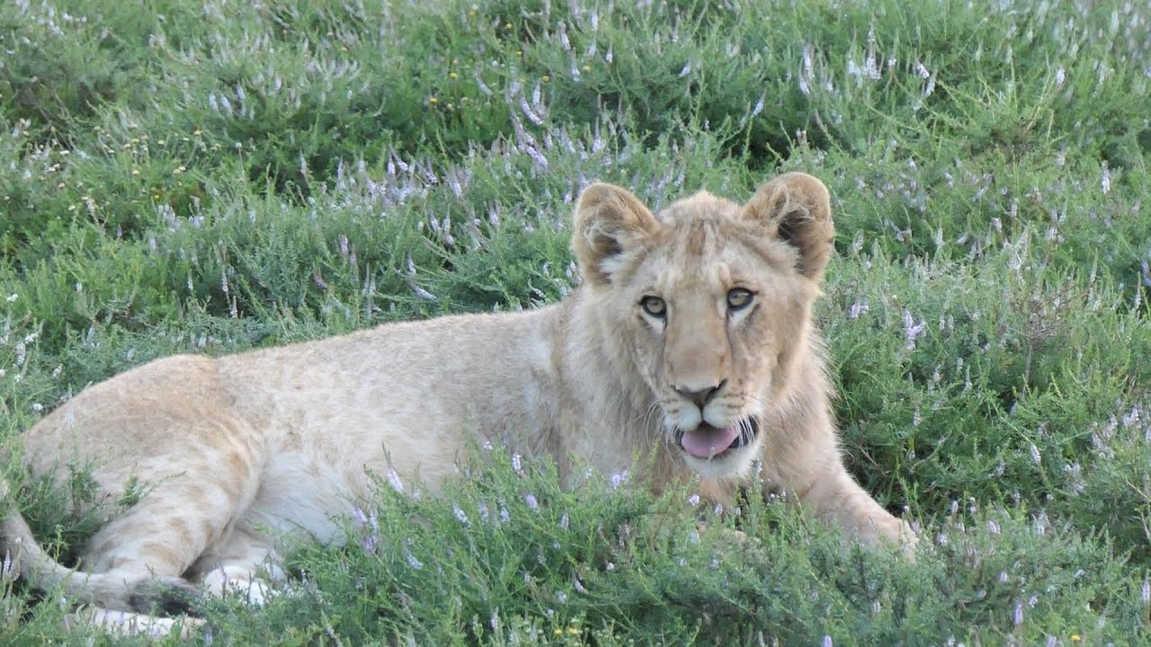 Safari in Schotia Private Game Reserve | Garden Route Travel Vlog