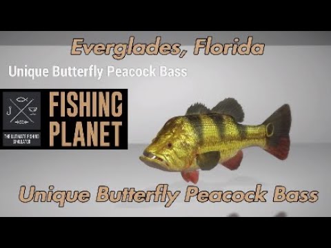 Unique Butterfly Peacock Bass - Everglades Florida - Fishing Planet Guide 