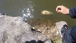 Anomalous Obese/Mutated Stocked Trout from the Delaware Canal (TTYDSWYSAH) (Yardley, PA)