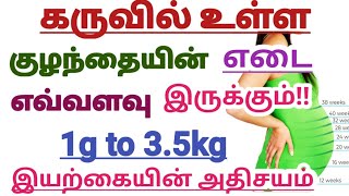 Fetal Growth Chart from first week to 40 weeks in Tamil || Fetal Growth Chart week by week