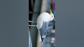 Thumbnail of sea gull sound