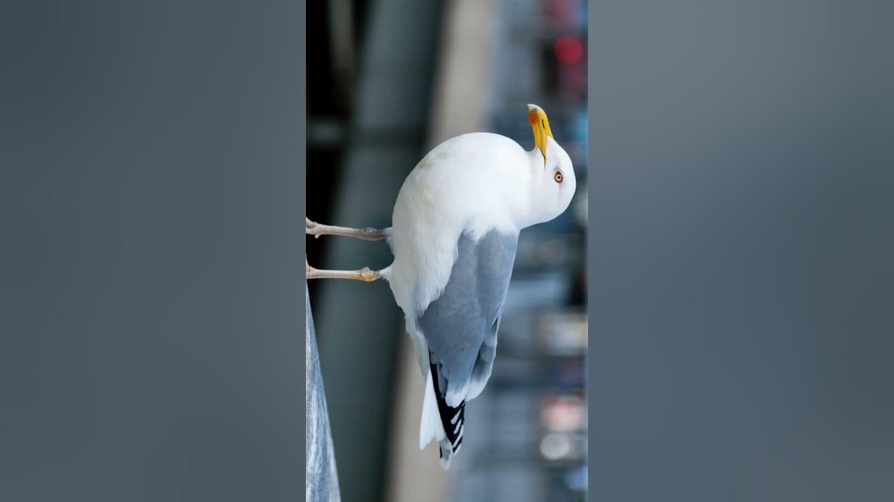 sea gull sound