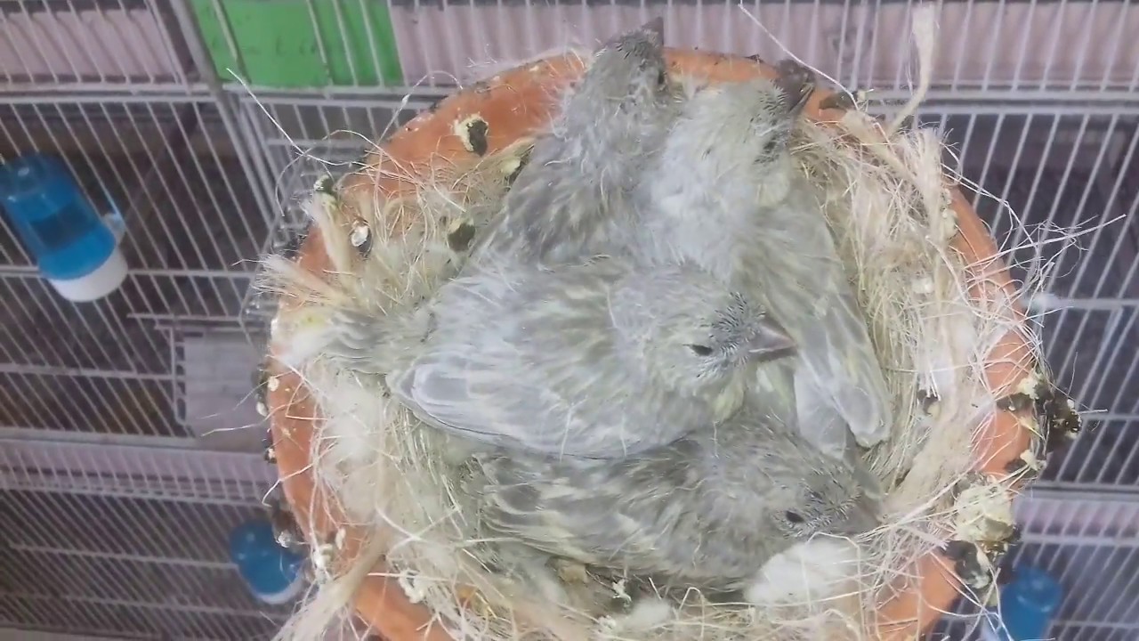 Élevage canaris les petits sortent du nid 