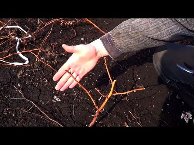 Обрезка РЕМОНТАНТНОЙ МАЛИНЫ! Как ПРАВИЛЬНО ДЕЛАТЬ