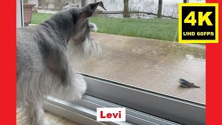 The Swallow Rescue - Miniature Schnauzer Brothers