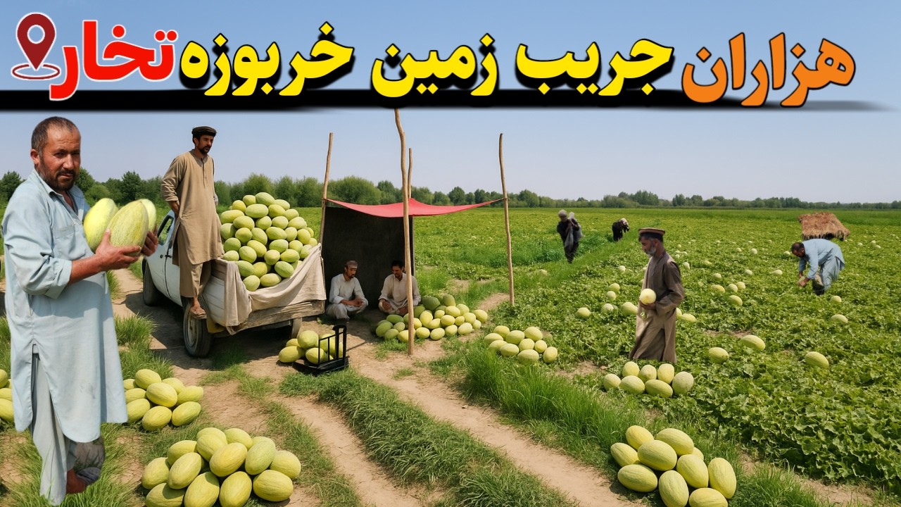 بودنه قویرووق بهترین خربوزه تخار - یک روز زندگی سرپالیز | Budaneh Qoiroq - Best melon in Takhar