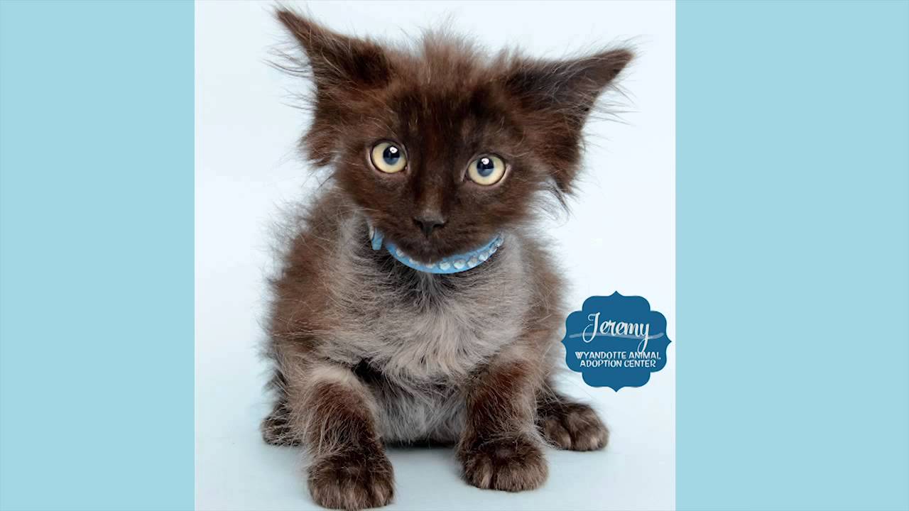 Kittens Available for Adoption July 2014 - YouTube