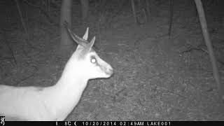 SPRINGBOK on TRAIL CAMERA i