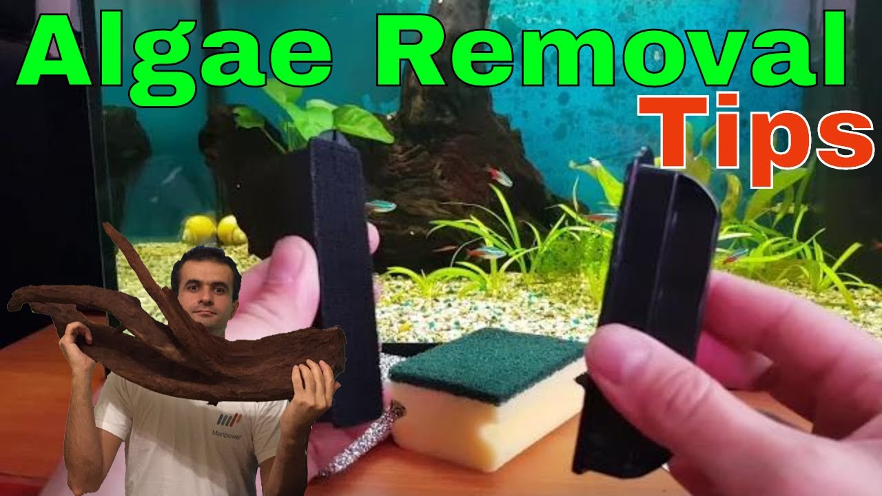 Best way to clean aquarium glass and remove algae YouTube