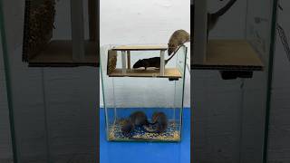 The Best And Most Perfect Homemade Mouse Trap Idea Of ​​2024 #Rattrap #Rat #Mousetrap #Shorts