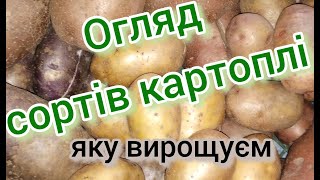 Огляд сортів картоплі // яка картопля краща