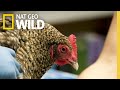 A Chicken With Bumble Foot | The Hatcher Family Dairy