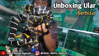 Unboxing Ular Berbisa