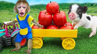KiKi Monkey go harvest fruits in the garden with cute piglet and play with Duckling|KUDO ANIMAL KIKI