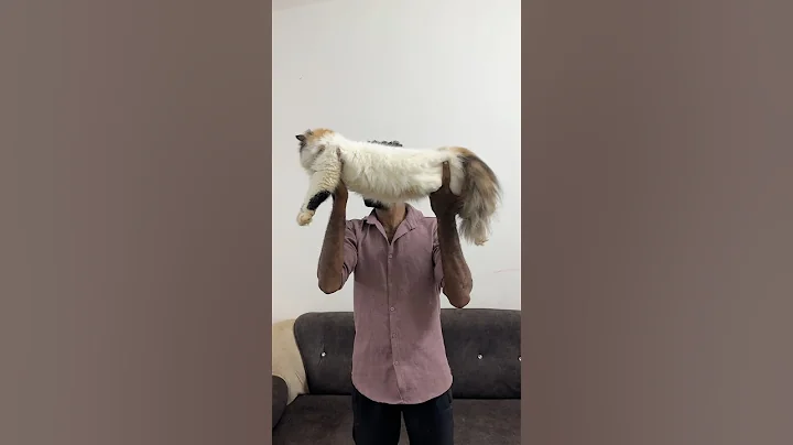 Watch the video about Persian cats❤️7010336196 #trending #kittens #persiancat #viralvideo #fun #pets #vibes #gift #cats