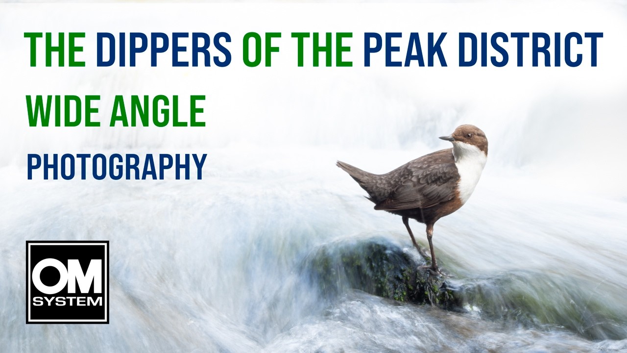 Photographing Dippers with a Wide Angle Lens - Peak District - OM System OM-1