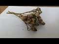 g&p tobacco How To Grow from Seed How To Germinate And Start